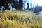 Grassy green lawn focused, main subject. the remaining background and out of focus. generic nature