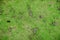 The grassy ground with many earthworms` feces shows that the ground there is rich, Feces of earthworms in a green lawn.