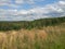 Grassy hillside landscape