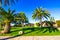Grassy Knoll With Mature Palm Trees