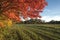 Grassy lane in autumn