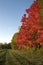 Grassy lane in autumn