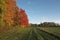 Grassy lane in autumn