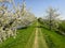 Grassy lane & flowering trees