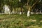 Grassy lawn in shady woods on sunny day