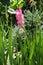 Grassy leaves and spike of pink flowers of Gladiolus hortulanus