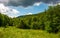 Grassy meadow in forest on a cloudy day