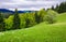 Grassy meadow on forested hillside