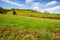 grassy meadow in spring