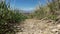 Grassy Mountain Meadow Path