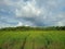 Grassy Outskirts: Forest Boundary Against a Blue Sky Backdrop