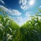 A grassy path along a corn field. Corn as a dish of thanksgiving for the harvest