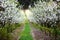 Grassy path in blossoming apple tree orchard