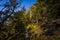 Grassy path through pine forest from top of Stadelwand to Schneeberg