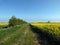 Grassy path between trees and rapeseed