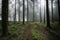 Grassy pathway surrounded by the tall trees in the foggy and mystic forest