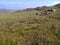 Grassy plateau with rocks