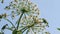 Grassy poisonous plant hogweed