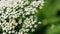 Grassy poisonous plant hogweed