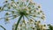 Grassy poisonous plant hogweed