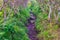 Grassy Ridge, Catawba Rhododendron, Roan Mountain State Park
