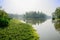 Grassy riverside aquatic plants in sunny summer morning