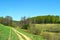 Grassy road, green hills, birch forest and blue sky.