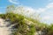 Grassy Sand Dune on Coquina Beach at Nags Head