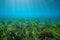 Grassy seabed Mediterranean sea Posidonia oceanica