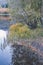 Grassy shoreline bank of lake with bushes and fallen autumn leaves