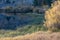 Grassy shoreline edge with autumn folieage in sunlight