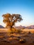 Grassy steppe with Camel Thorn trees Vachellia erioloba, near Sesriem, evening light, Naukluft Mountains at the back, Sesriem, N