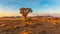 Grassy steppe with Camel Thorn trees Vachellia erioloba, near Sesriem, evening light, Naukluft Mountains at the back, Sesriem, N