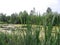 A grassy swamp in the Siberian taiga with reeds covered with algae