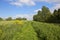 Grassy towpath in summer