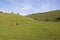 Grassy valley with livestock