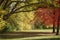 Grassy walkway between big trees with red and green leaves in the park on a sunny day