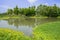 Grassy waterside aquatic plants in sunny summer afternoon