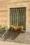 Grated window with flowers on painted facade, Sassello, Italy