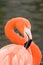 Grater Flamingo