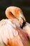 Grater Flamingo Phoenicopterus ruber detail