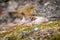 Grater white fronted goose nesting