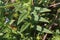 Gratiola officinalis - wild plant