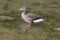 Grau goose standing in water in rain in autumn in Bern zoo