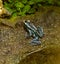 Graubeiner FÃ¤rberfrosch Gray-legged dyer frog Dendrobates tinctorius graubeiner. Habitat: Suriname, French Guyana, Brazil -