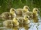 Grauwe gans greyleg goose babies