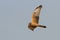 Grauwe Kiekendief, Montagu\\\'s Harrier, Circus pygargus