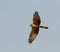 Grauwe Kiekendief, Montagu\\\'s Harrier, Circus pygargus