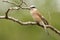 Grauwe Klauwier, Red-backed Shrike, Lanius collurio