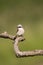 Grauwe Klauwier, Red-backed Shrike, Lanius collurio